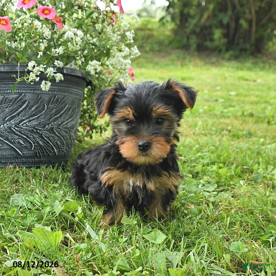 Yorkshire Terrier dogs for sale: Micky - Ad 2