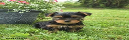 Yorkshire Terrier dogs for sale: Micky - Ad 1