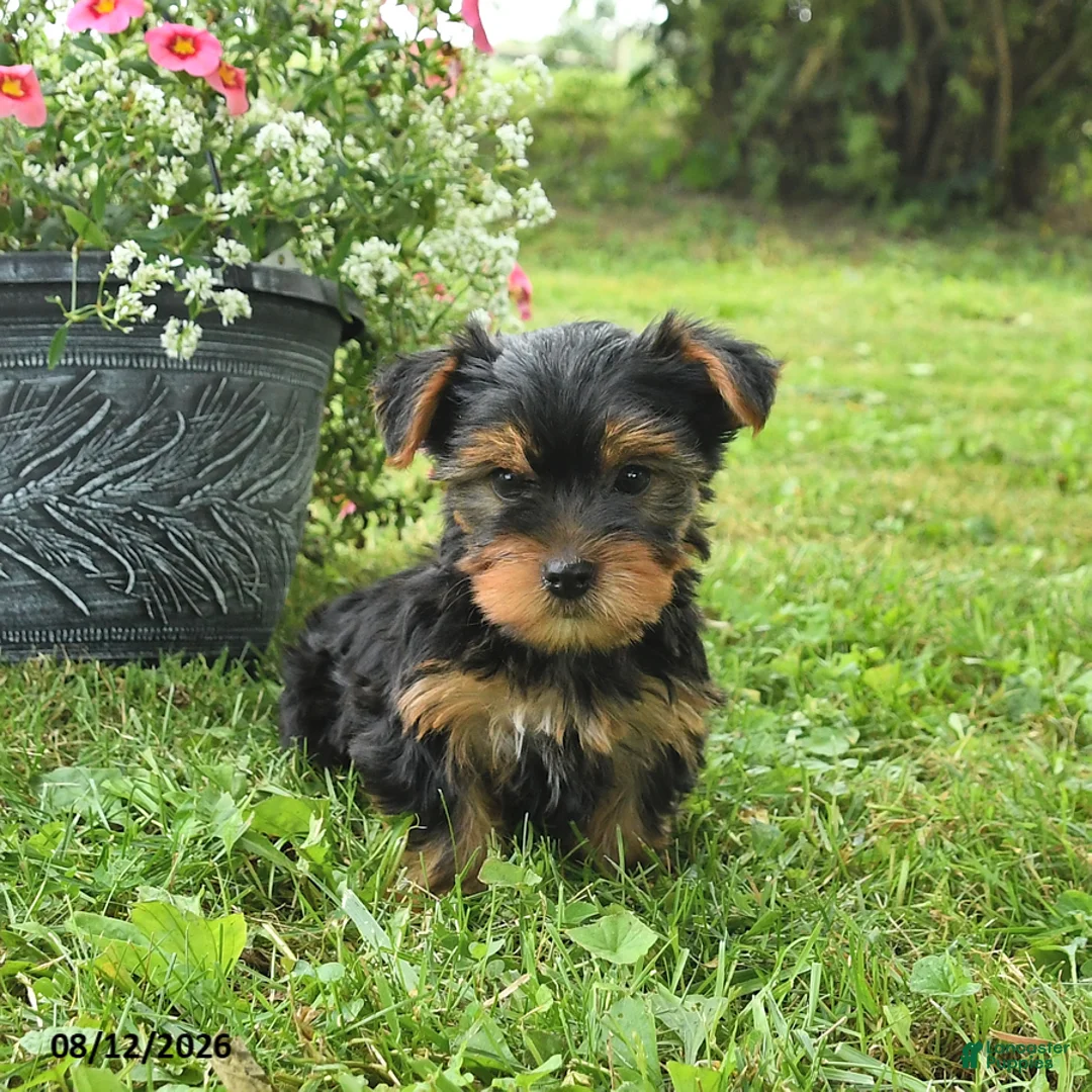 Yorkshire Terrier dogs for sale: Micky - Ad 1
