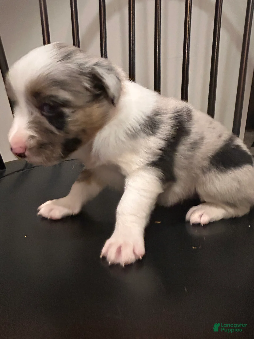 Australian Shepherd dogs for sale: Bluey  - Ad 9