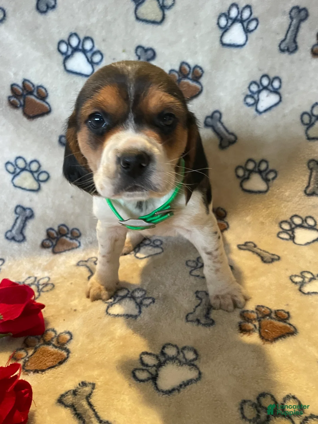 Beagle dogs for sale: Sally - Ad 1