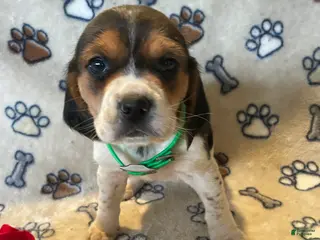 Beagle dogs Sally - Ad 8