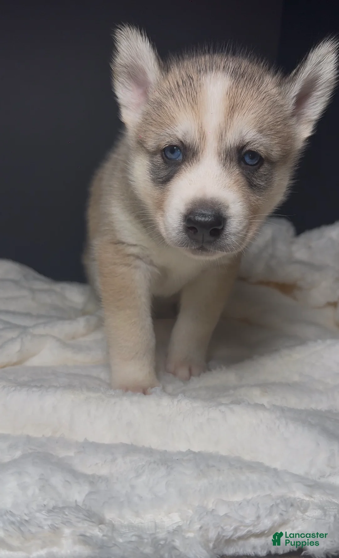 Siberian Husky dogs for sale: Scooby Doo - Ad 1