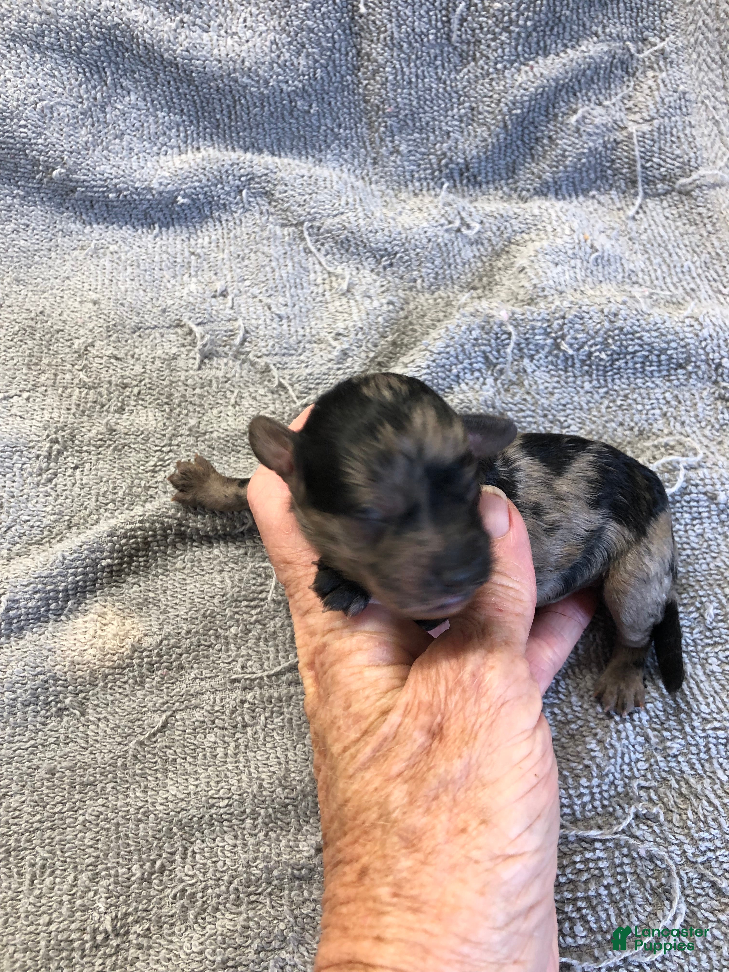 Toy Poodle dogs Mirlo - Ad 9