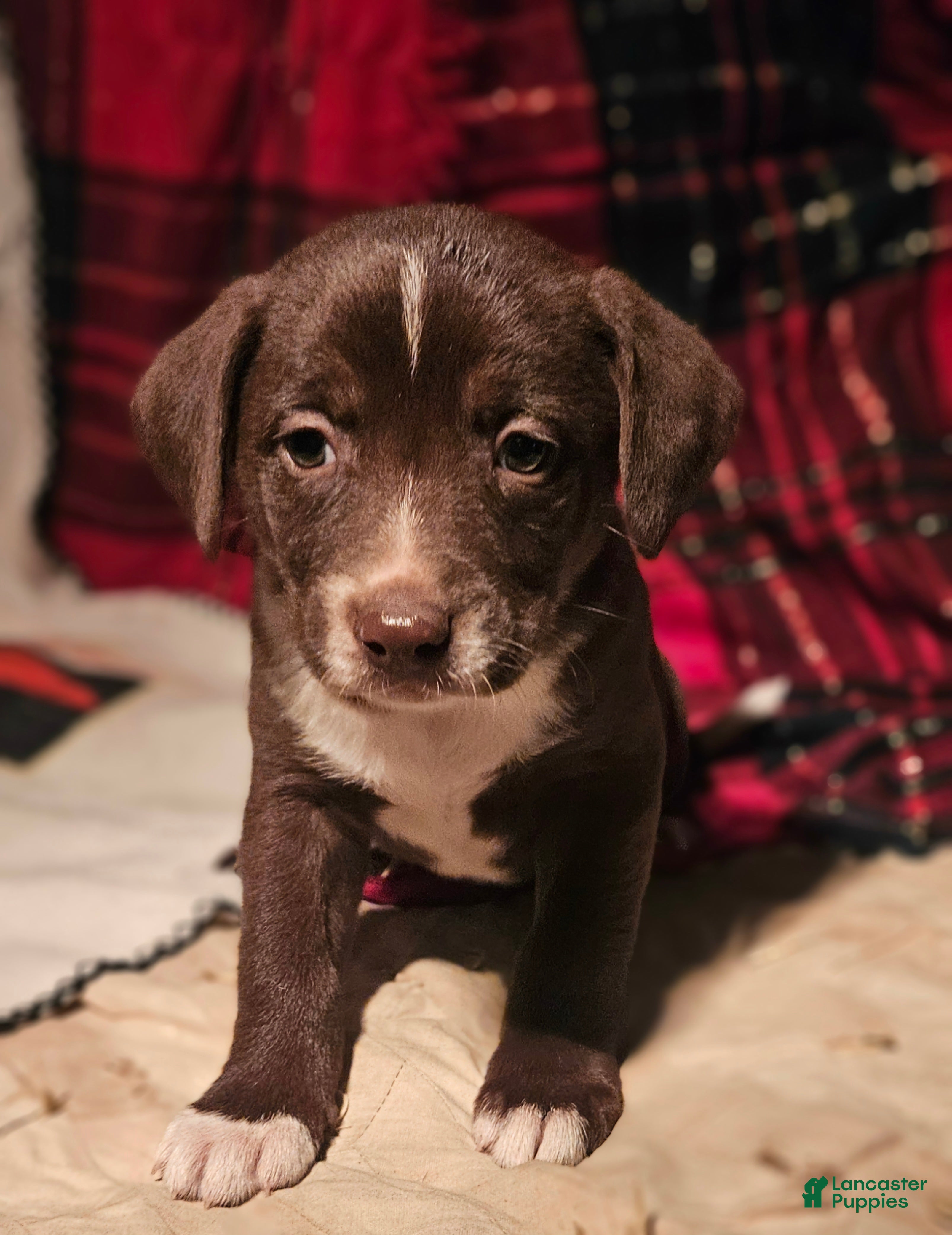 Border Collie dogs Bailey - Ad 14