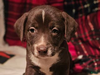 Border Collie dogs Bailey - Ad 41