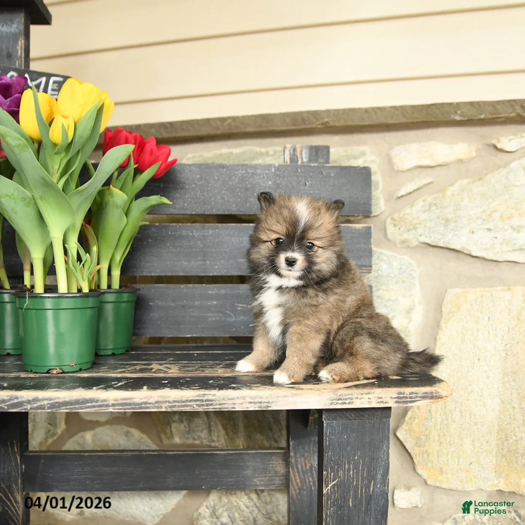 Pomeranian dogs for sale: Ned - Ad 1