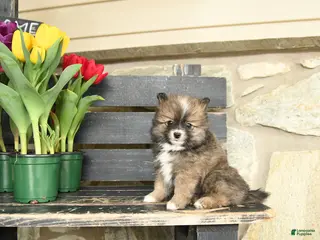 Pomeranian dogs for sale: Ned - Ad 1