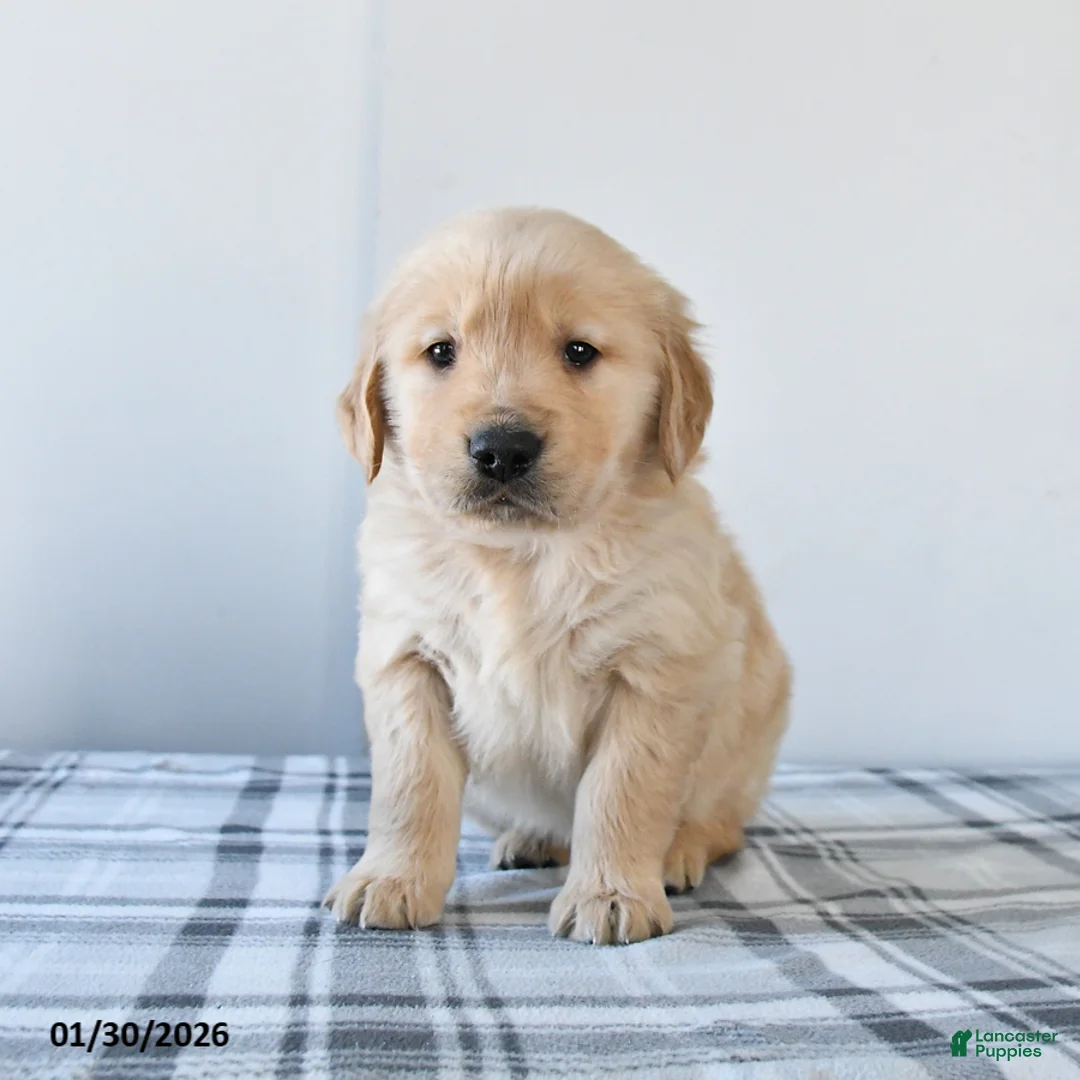Golden Retriever dogs for sale: Rocket - Ad 2