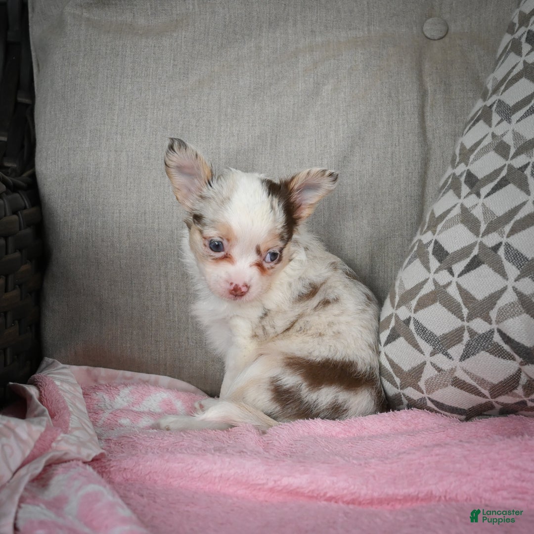 Chihuahua dogs for sale: Winnie - Ad 3