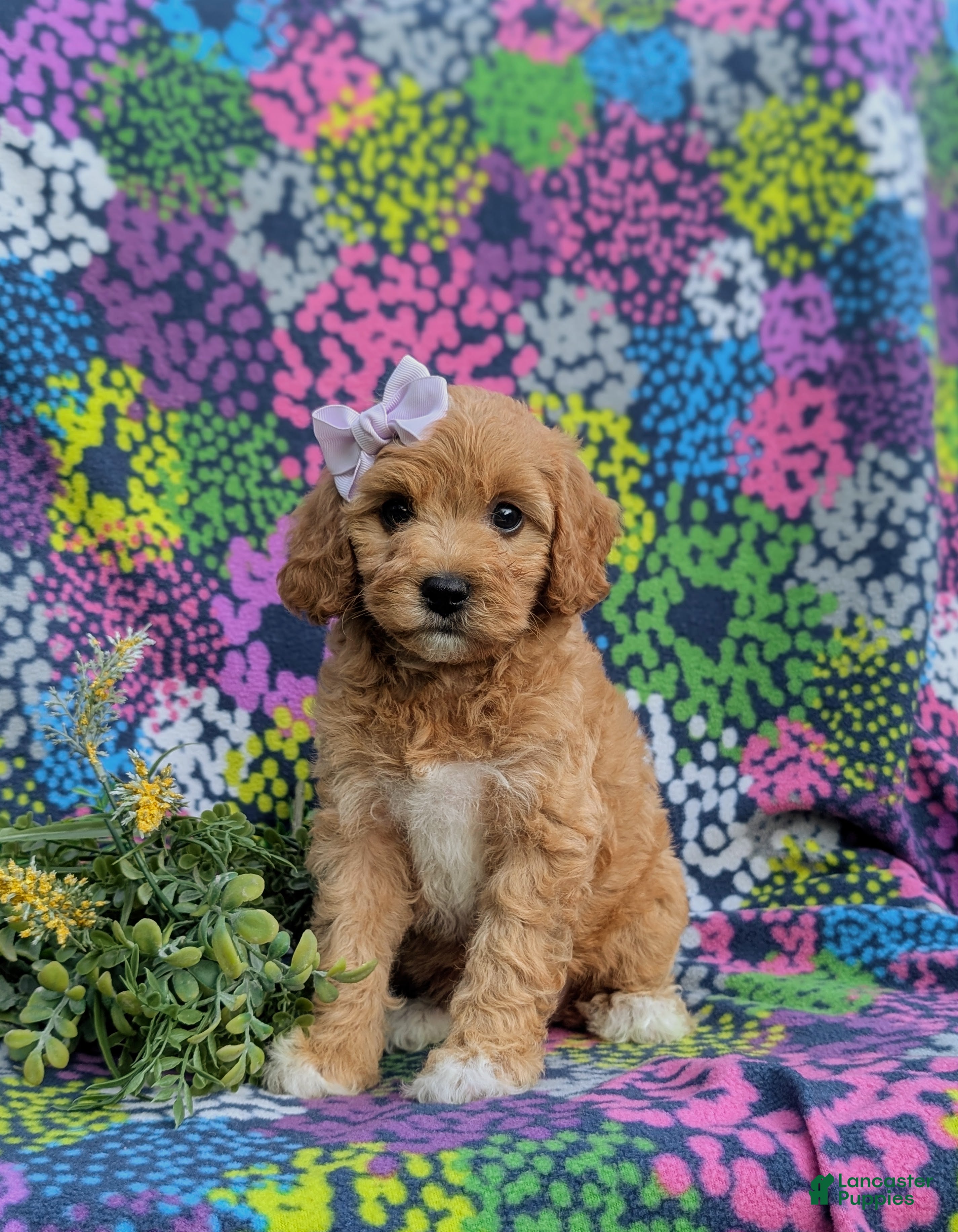 Cavapoo dogs Ainsley - Ad 2