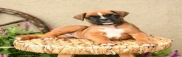 Boxer dogs for sale: Blake - Ad 3