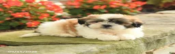 Teddy Bear dogs for sale: Jennifer - Ad 3