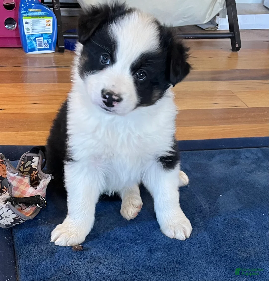 Australian Shepherd dogs for sale: Brad  - Ad 1