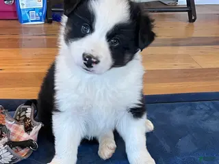 Australian Shepherd dogs Brad - Ad 40