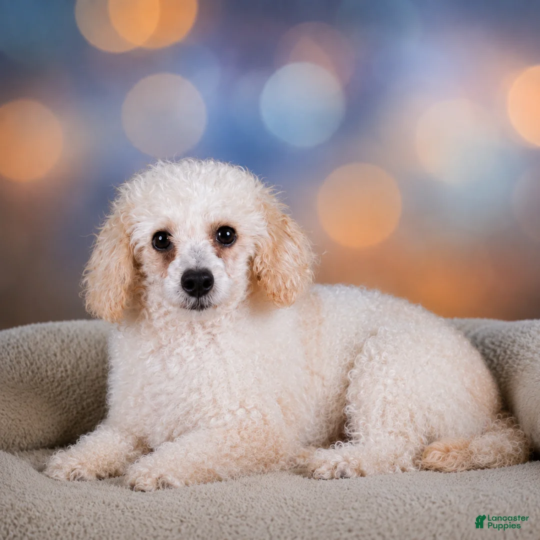 Maltipoo dogs for sale: Lily - Ad 9