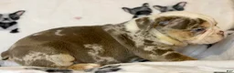 English Bulldog dogs for sale: Versace - Ad 48