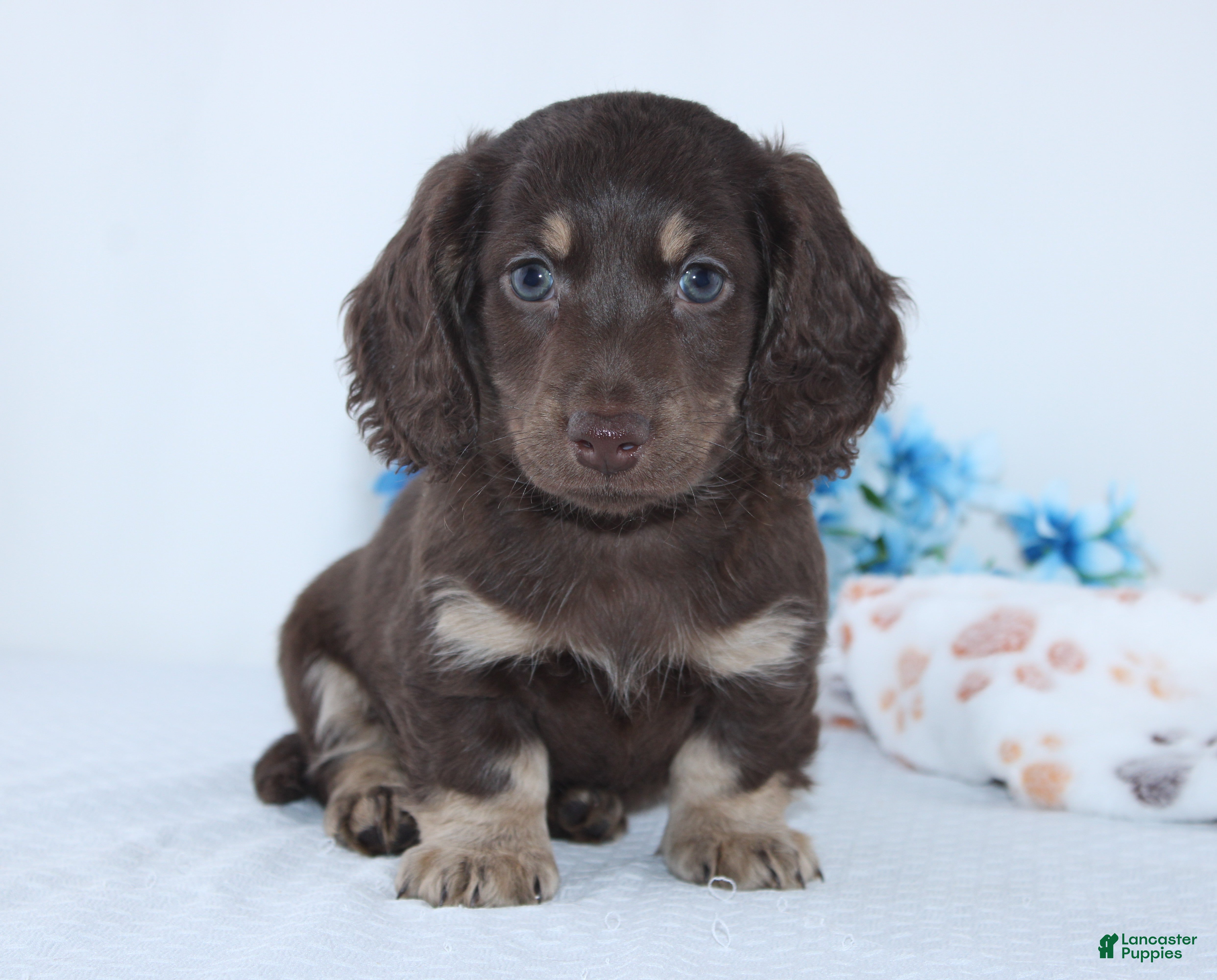 Miniature Dachshund dogs Edison - Ad 2