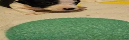 Chihuahua dogs for sale: Drew - Ad 8