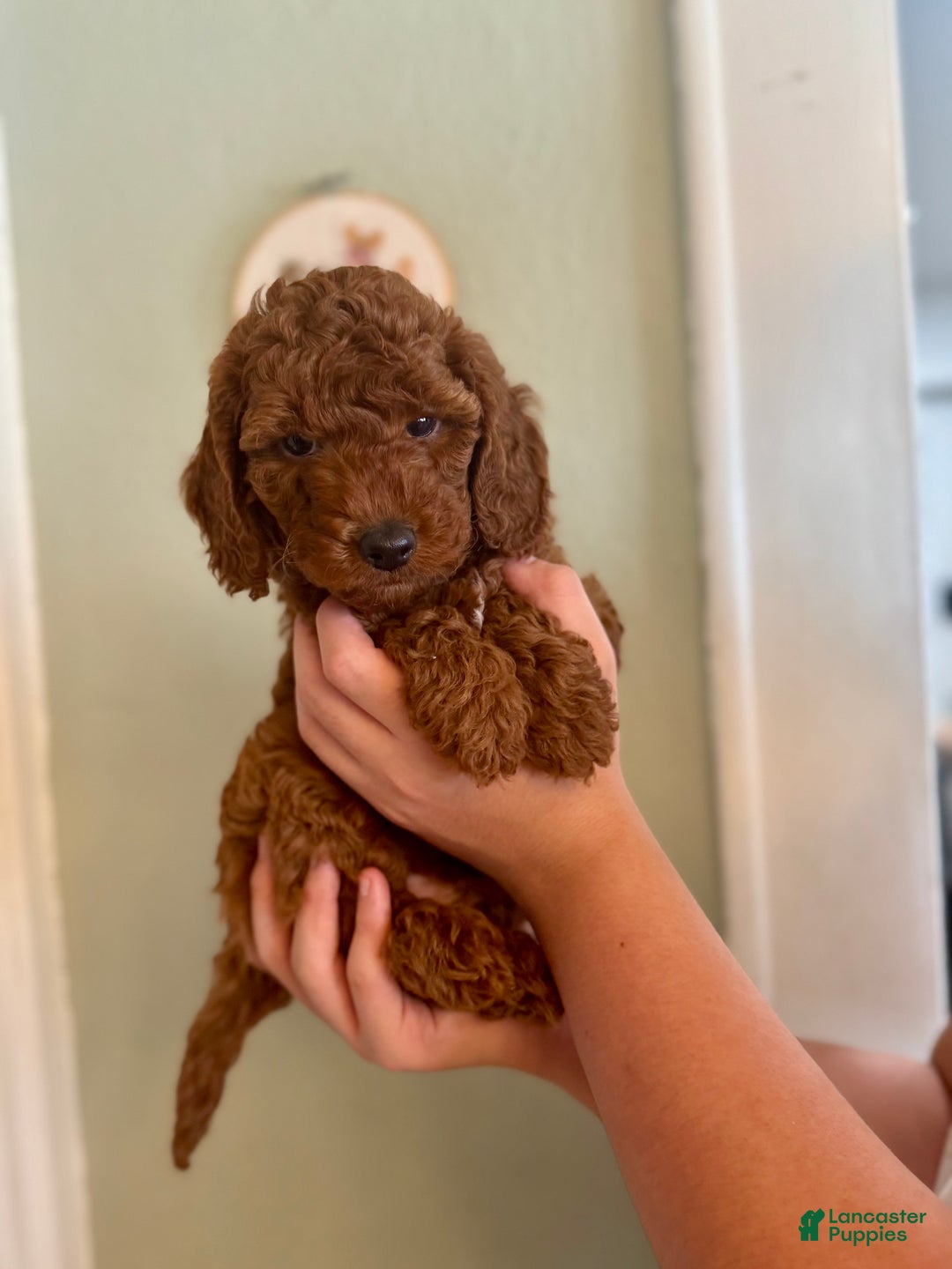 Mini Goldendoodle dogs for sale: Mini Goldendoodle Puppy 1 - Ad 4