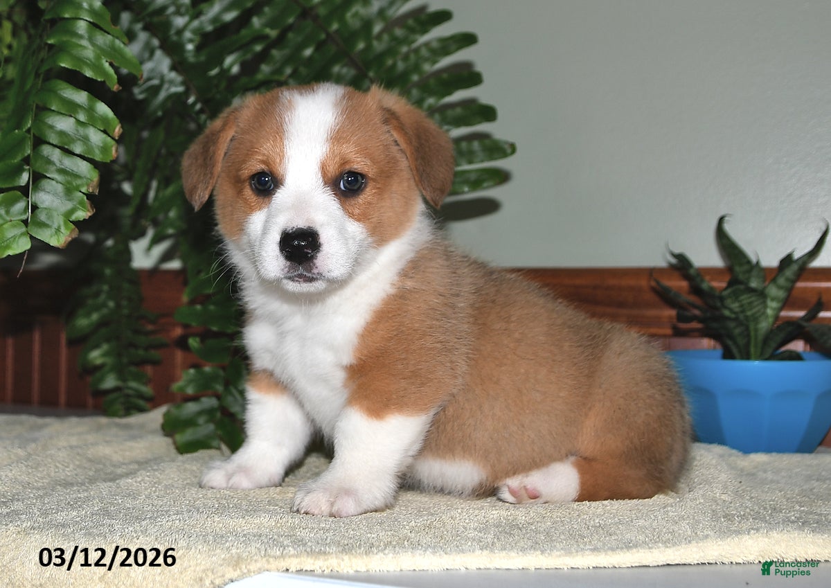 Welsh Corgi Pembroke dogs for sale: Sammy - Ad 3