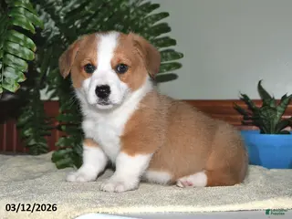 Welsh Corgi Pembroke dogs for sale: Sammy - Ad 3