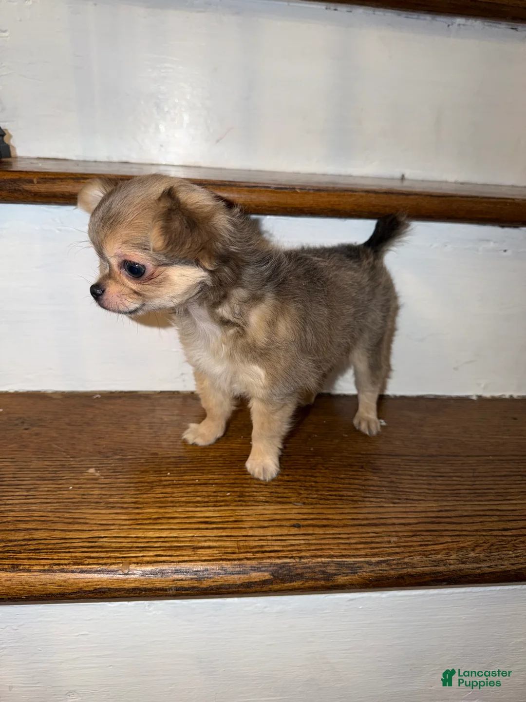 Chihuahua dogs for sale: Long coat male  - Ad 2