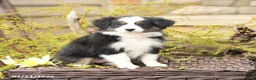 Miniature Australian Shepherd dogs for sale: Song - Ad 4