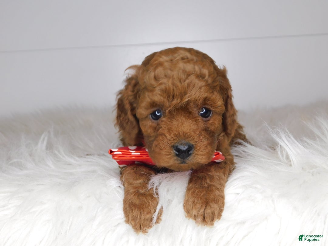 Cavapoo dogs for sale: Pip - Ad 2