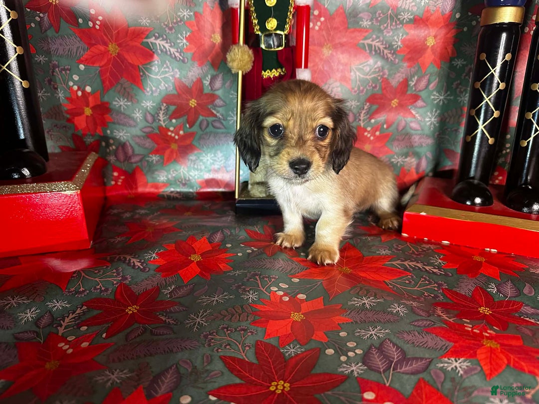 Dachshund dogs for sale: Bugs - Ad 2
