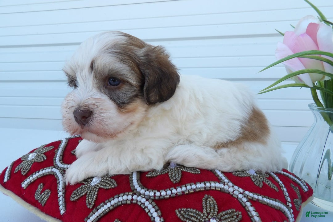 Gallery Image {{count}}