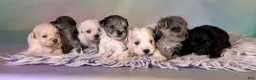 Schnoodle dogs for sale: Penny - Ad 9