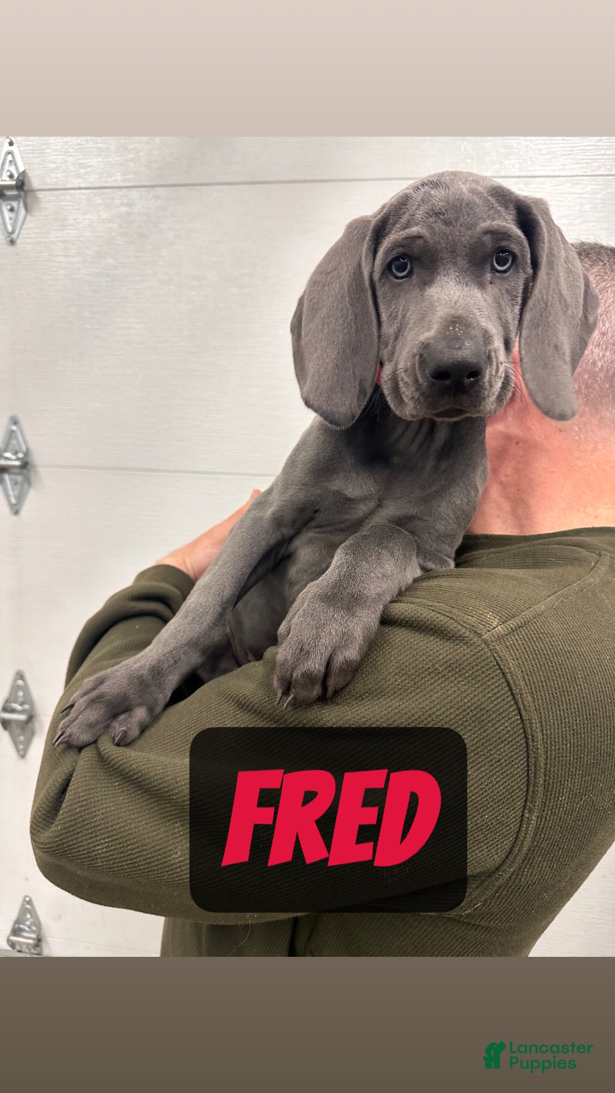 Weimaraner dogs Fred - Ad 1