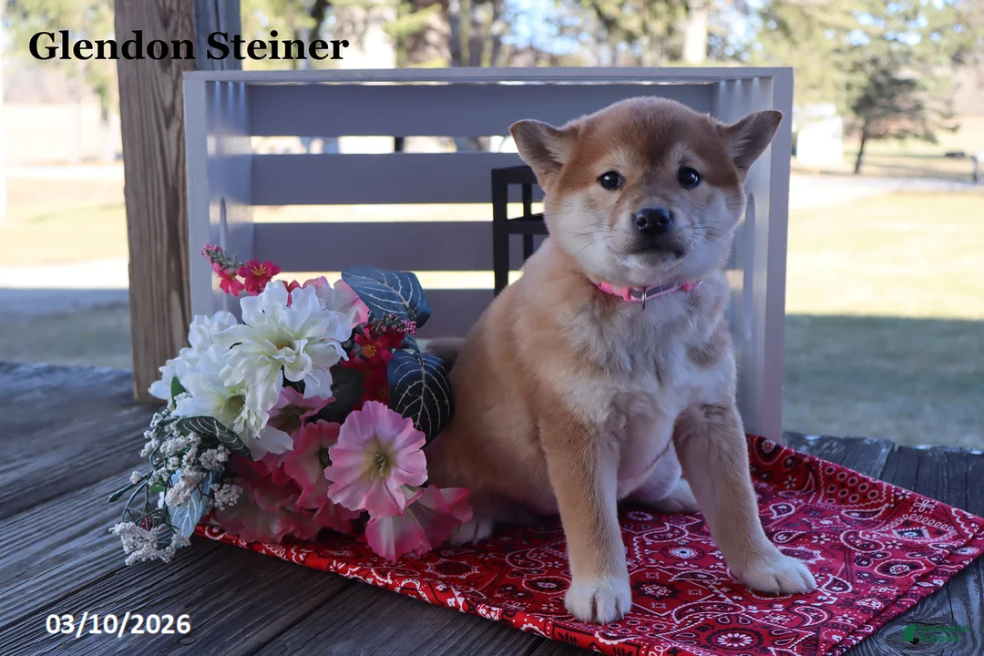 Shiba Inu dogs for sale: Irita - Ad 1