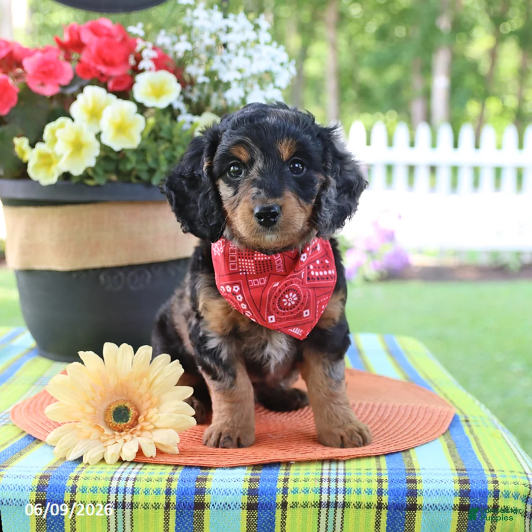 Doxiepoo dogs for sale: Isa  - Ad 1