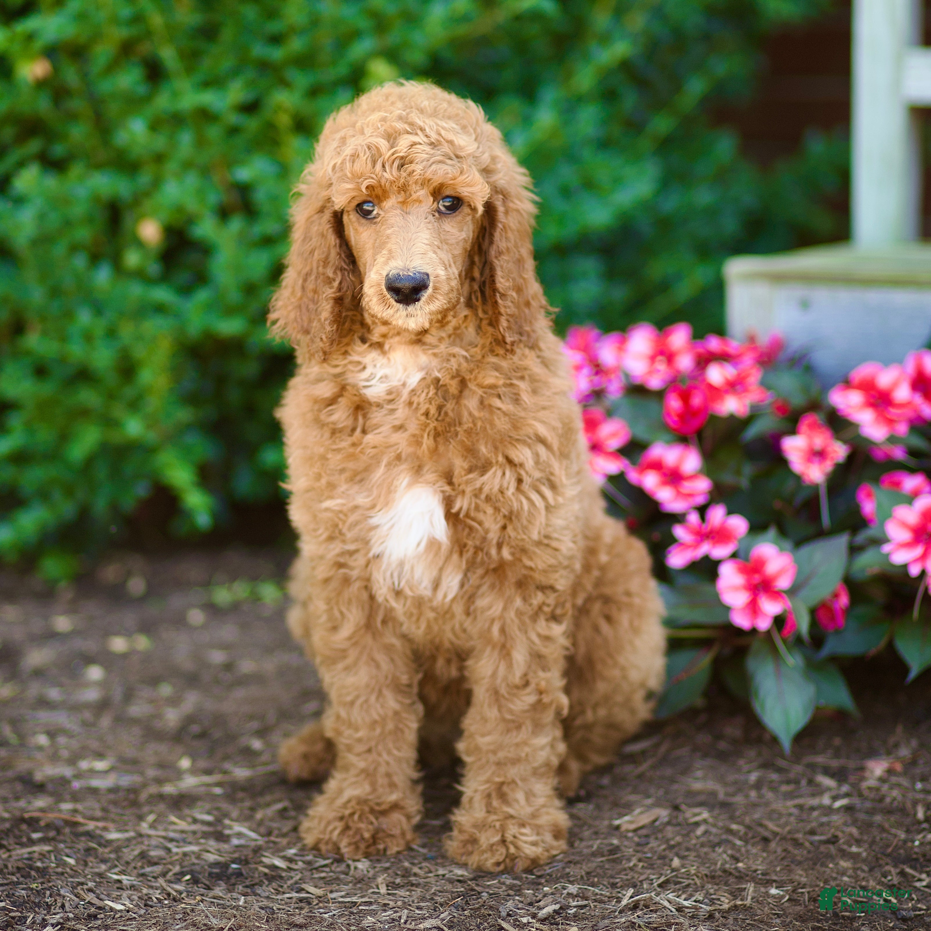 Standard Poodle dogs Melody - Ad 2