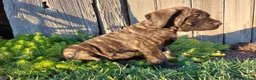 English Mastiff dogs for sale: Mike - Ad 3
