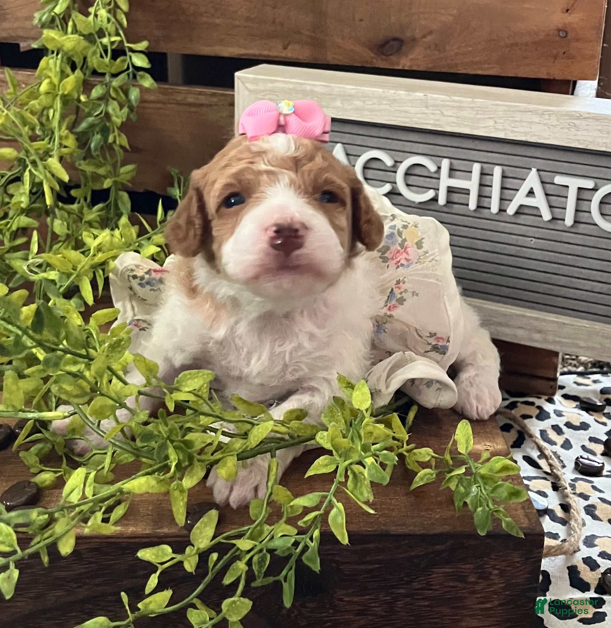 Miniature Poodle dogs Macchiato - Ad 2
