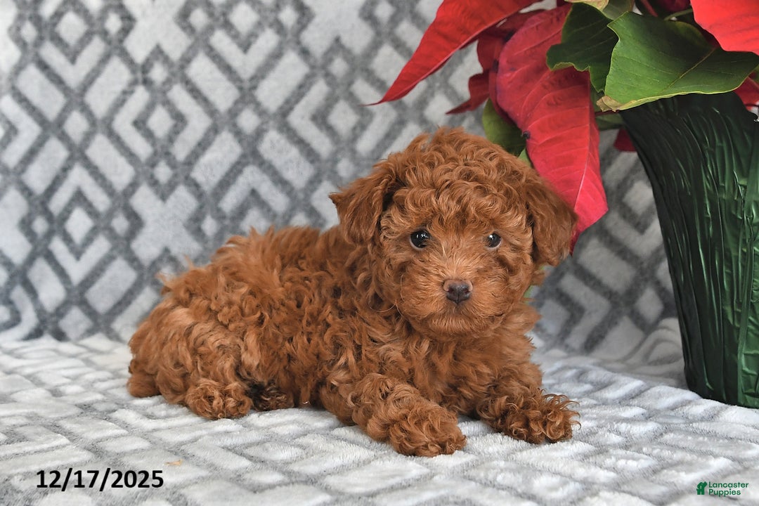 Bichpoo dogs for sale: Ember - Ad 2