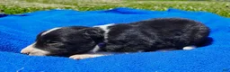 Border Collie dogs for sale: Giligan  - Ad 19