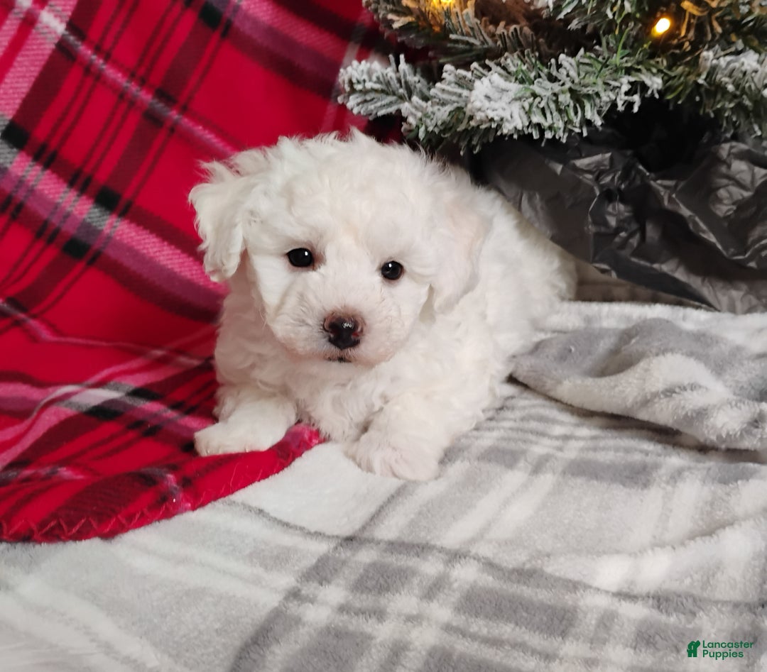 Teddy Bear dogs for sale: Teddy - Ad 2