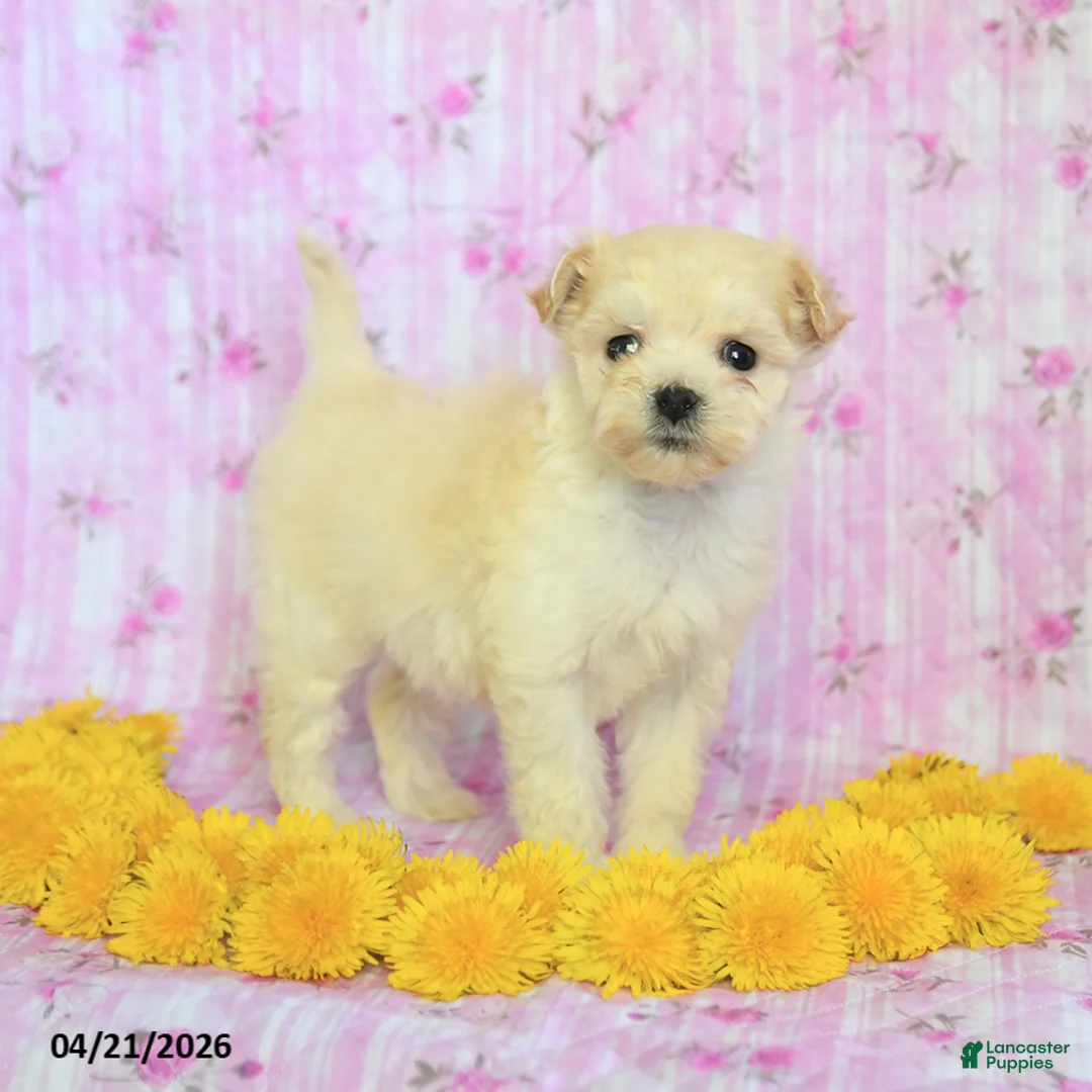 Maltipoo dogs for sale: Reese - Ad 1