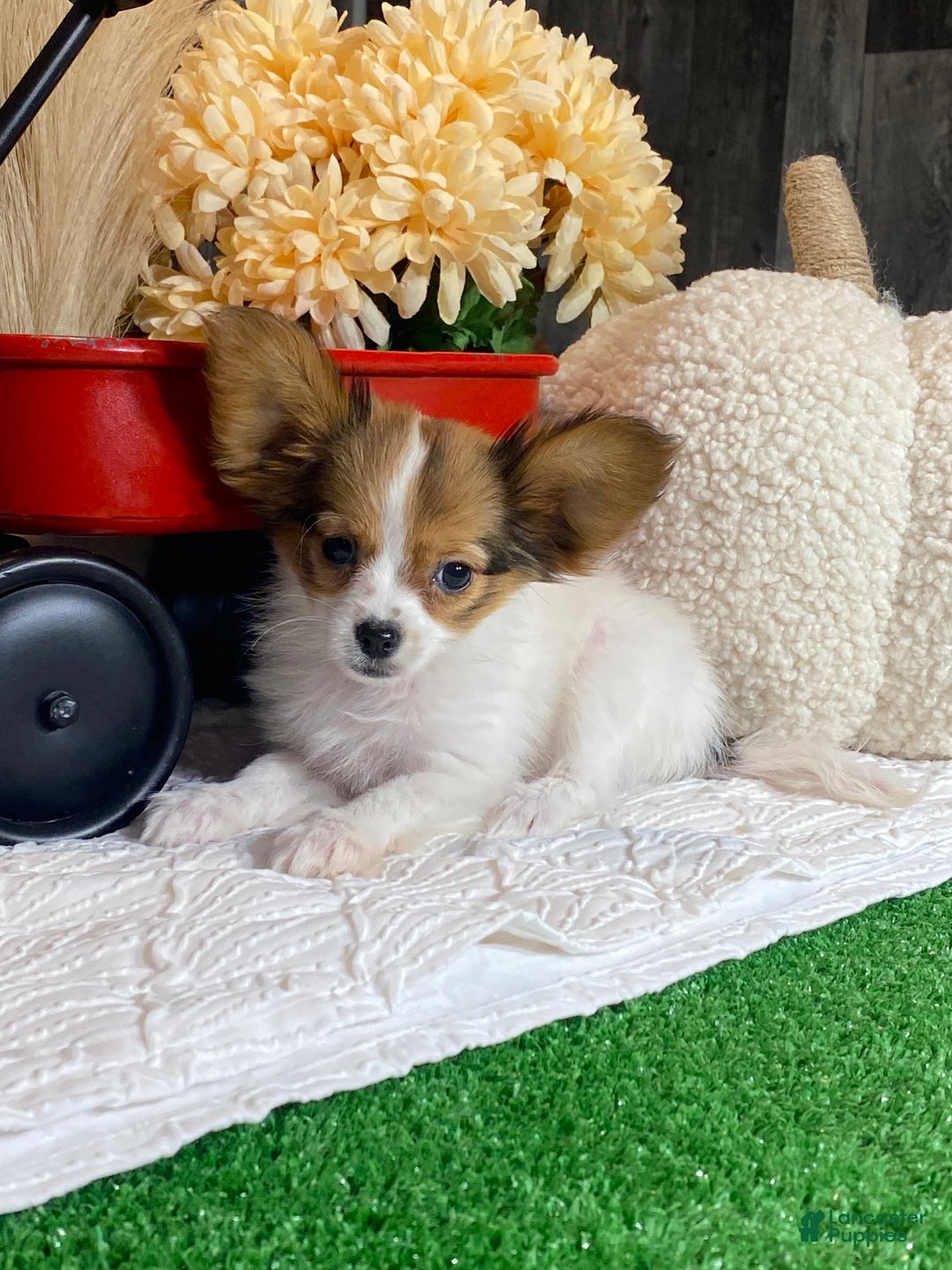 Papillon dogs for sale: Riane - Ad 6