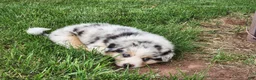 Australian Shepherd dogs for sale: Sitka - Ad 4