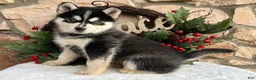 Pomsky dogs for sale: Feliz - Ad 3