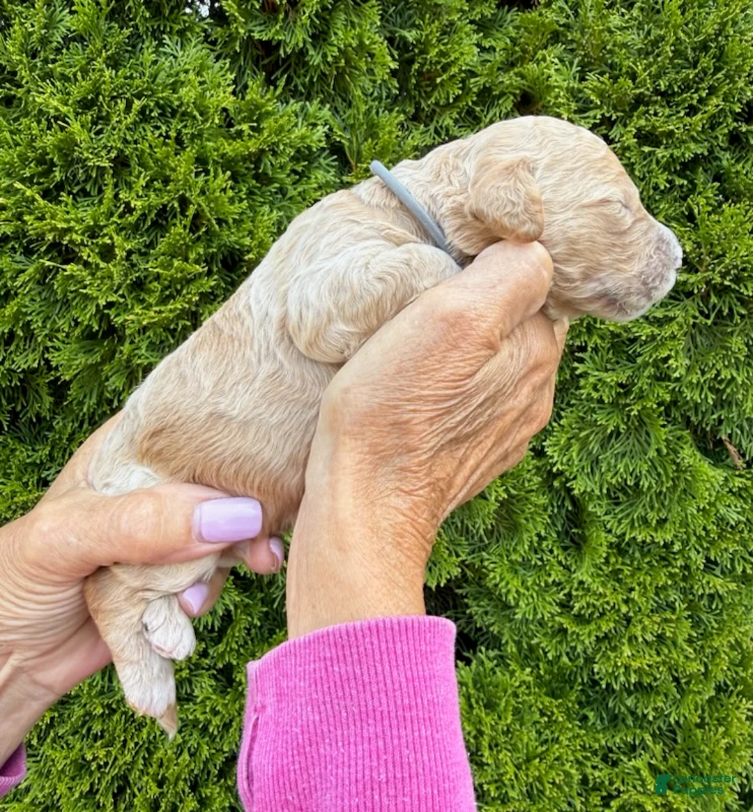 Goldendoodle dogs for sale: Dark Grey - Ad 3