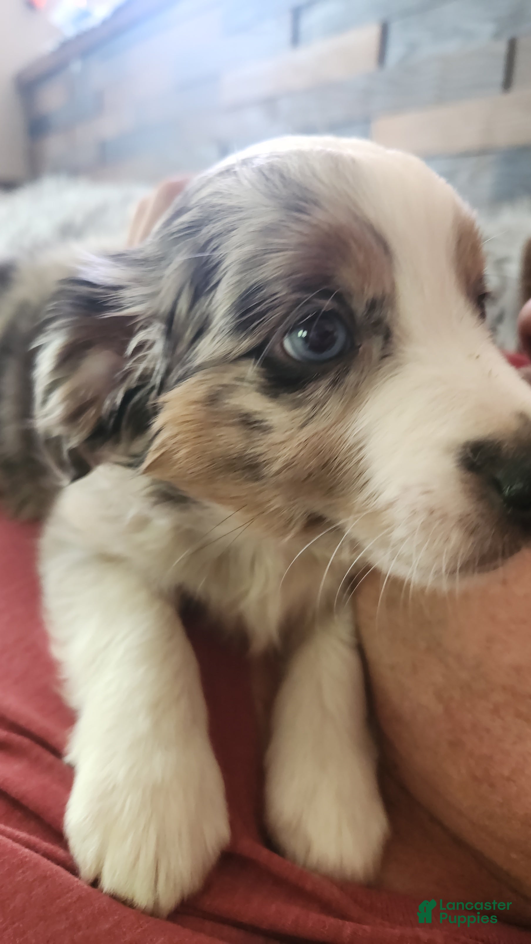 Miniature Australian Shepherd dogs for sale: Miniature Australian Shepherd Puppy 2 - Ad 4