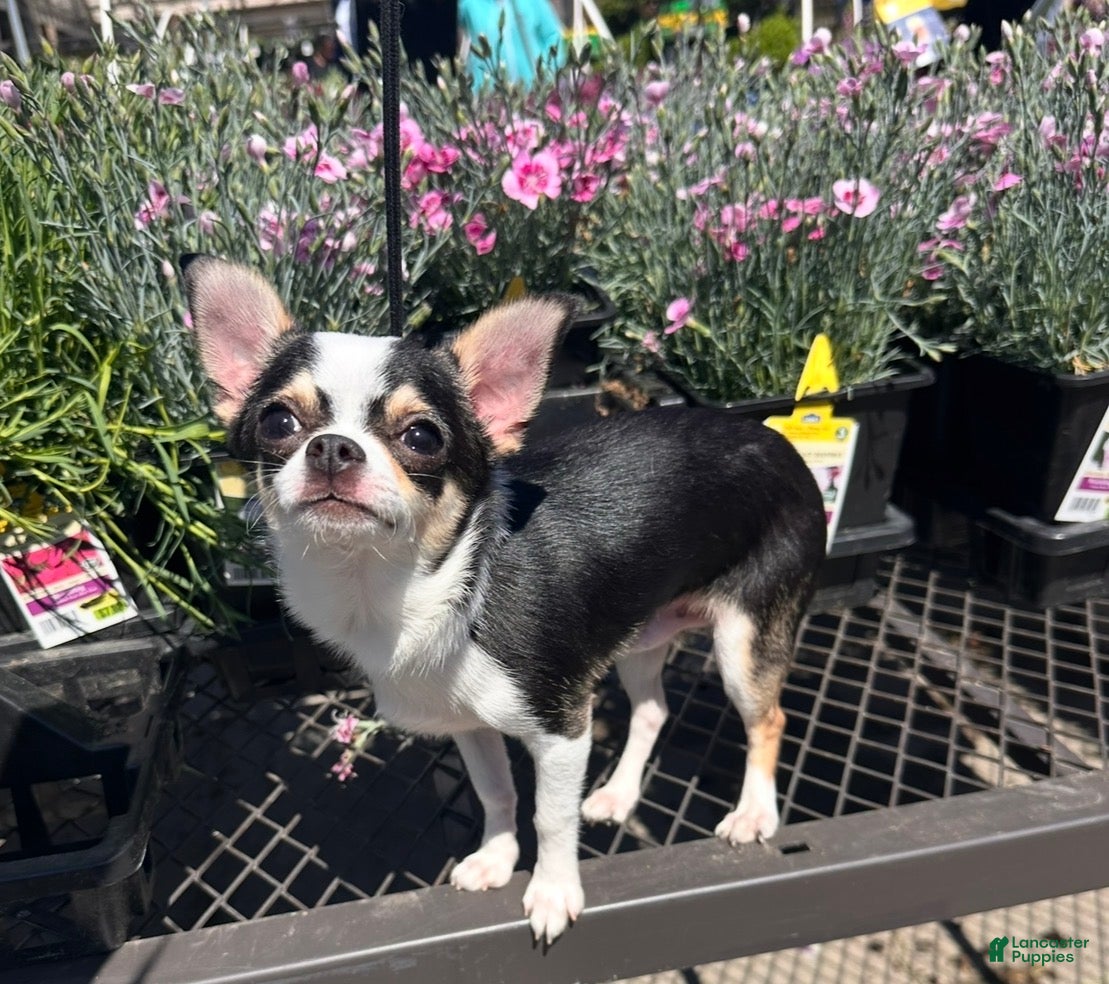 Chihuahua dogs Chihuahua 1 - Ad 2