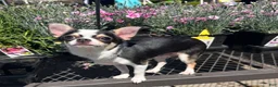 Chihuahua dogs for sale: Chihuahua 1 - Ad 2
