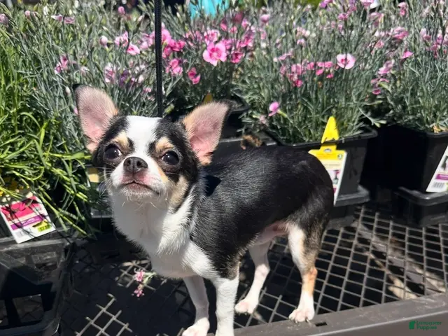 Chihuahua dogs Chihuahua 1 - Ad 2